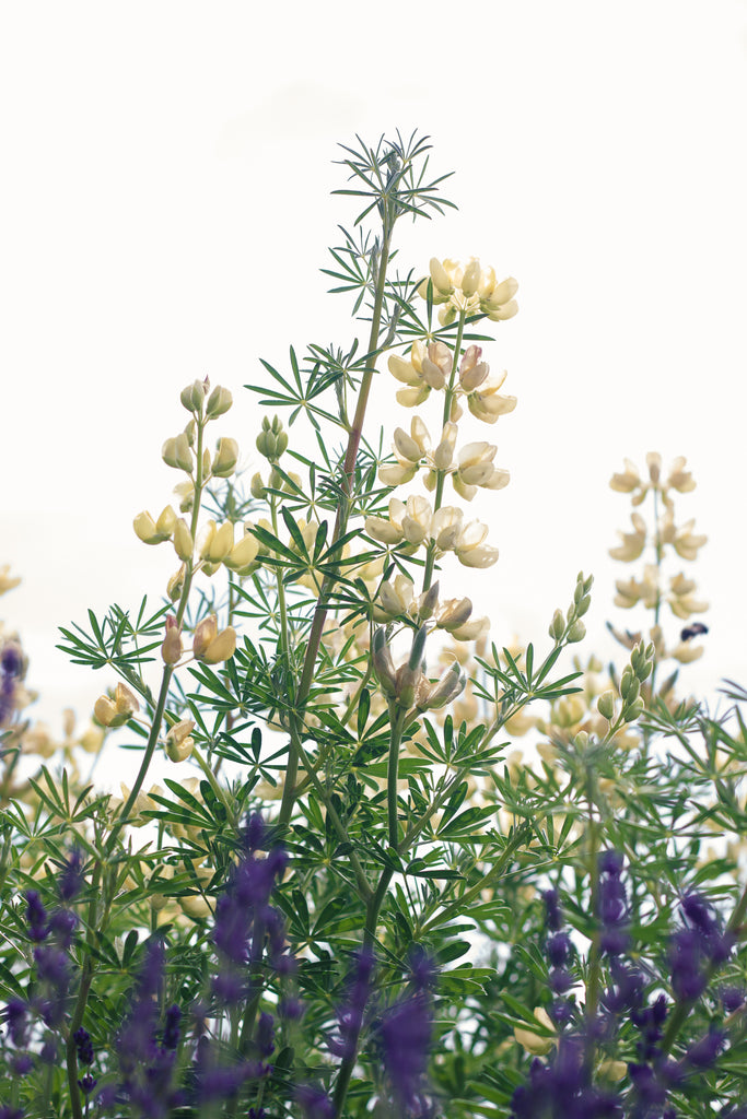 Flourish Fashion + Yoga Capris