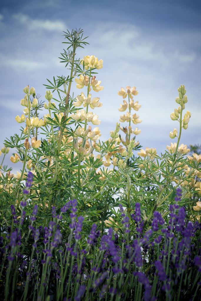Wildflowers Fashion + Yoga Leggings